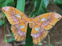 La Laguna del Lagarto Lodge13